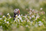Puffin - Papegaaiduiker