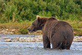 Brown bear - Bruine beer