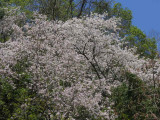 Magnolia trees, Shemgang Road, Bhutan