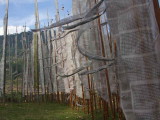 Prayer flags at Kurjey Lhakhang, Jakar, Bhutan
