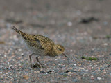 Golden Plover, Turnberry Beach, Ayrshire