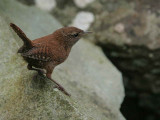 Wren, Ailsa Craig, Ayrshire
