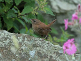 Wren, Ailsa Craig, Ayrshire