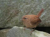 Wren, Ailsa Craig, Ayrshire