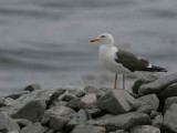 Lesser Black-backed Gull, Ailsa Craig, Ayrshire