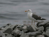 Lesser Black-backed Gull, Ailsa Craig, Ayrshire