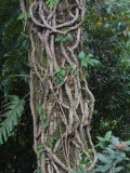 Tree vines, Narphung la, Bhutan