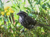 Streaky Seed-eater, Addis Ababa