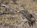 Thekla Lark, Bale Mountains NP