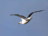 Great Black-backed Gull, Balcomie, Fife