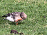 Taiga Bean Goose, Fannyside Muir, Clyde