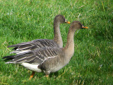 Taiga Bean Goose, Fannyside Muir, Clyde