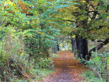 Chestnut Walk, Dalzell Woods, Motherwell