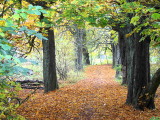 Chestnut Walk, Dalzell Woods, Motherwell