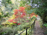 Japanese acer trees, Dalzell Woods, Motherwell