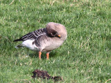 Taiga Bean Goose, Fannyside Muir, Clyde