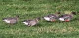 Taiga Bean Goose, Fannyside Muir, Clyde