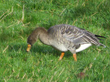 Taiga Bean Goose, Fannyside Muir, Clyde