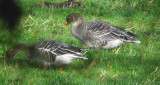 Taiga Bean Goose, Fannyside Muir, Clyde