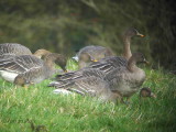 Taiga Bean Goose, Fannyside Muir, Clyde