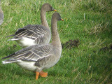 Taiga Bean Goose, Fannyside Muir, Clyde