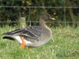Taiga Bean Goose, Fannyside Muir, Clyde