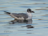 Black-headed Gull, Hogganfield Loch, Glasgow