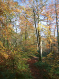 Dalzell Woods, Motherwell