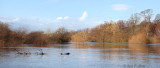 River Clyde at Carbarns Haugh
