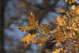 Oak leaves, Dalzel Wood, Motherwell