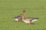 Tundra Bean Goose, Skateraw, Lothian