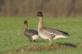 Tundra Bean Goose, Skateraw, Lothian