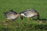 Tundra Bean Goose, Skateraw, Lothian