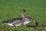 Tundra Bean Goose, Skateraw, Lothian