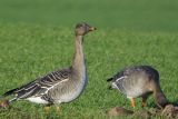 Tundra Bean Goose, Skateraw, Lothian