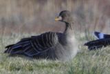 Taiga Bean Goose, Garbethill Muir, Clyde