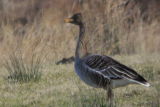 Taiga Bean Goose, Garbethill Muir, Clyde