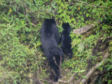 Himalayan Black Bear, Namling, Bhutan