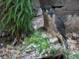 Peregrine Falcon, Falls of Clyde
