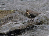 Dipper (juvenile), Falls of Clyde