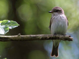 Spotted Flycatcher, Loch Lomond NNR, Clyde