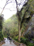 Birding along the Mo Chhu valley road, Bhutan