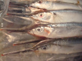 DSC02231.jpg