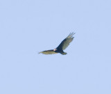 July 10 08 Sauvie Island Birds-36.jpg