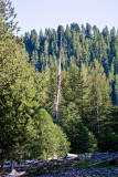 July 20 08 Lewis River 5D-19.jpg