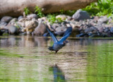 July 20 08 Lewis River 1D-25.jpg