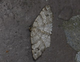 2186   Macaria signaria  8805.jpg
