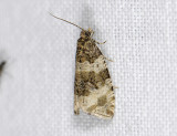 1376   Orthotaenia undulana  8909.jpg