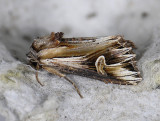 2988 Actinotia polyodon 8959.jpg