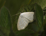2302   Scopula immutata  9143.jpg
